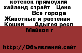 котенок прямоухий  хайленд страйт › Цена ­ 10 000 - Все города Животные и растения » Кошки   . Адыгея респ.,Майкоп г.